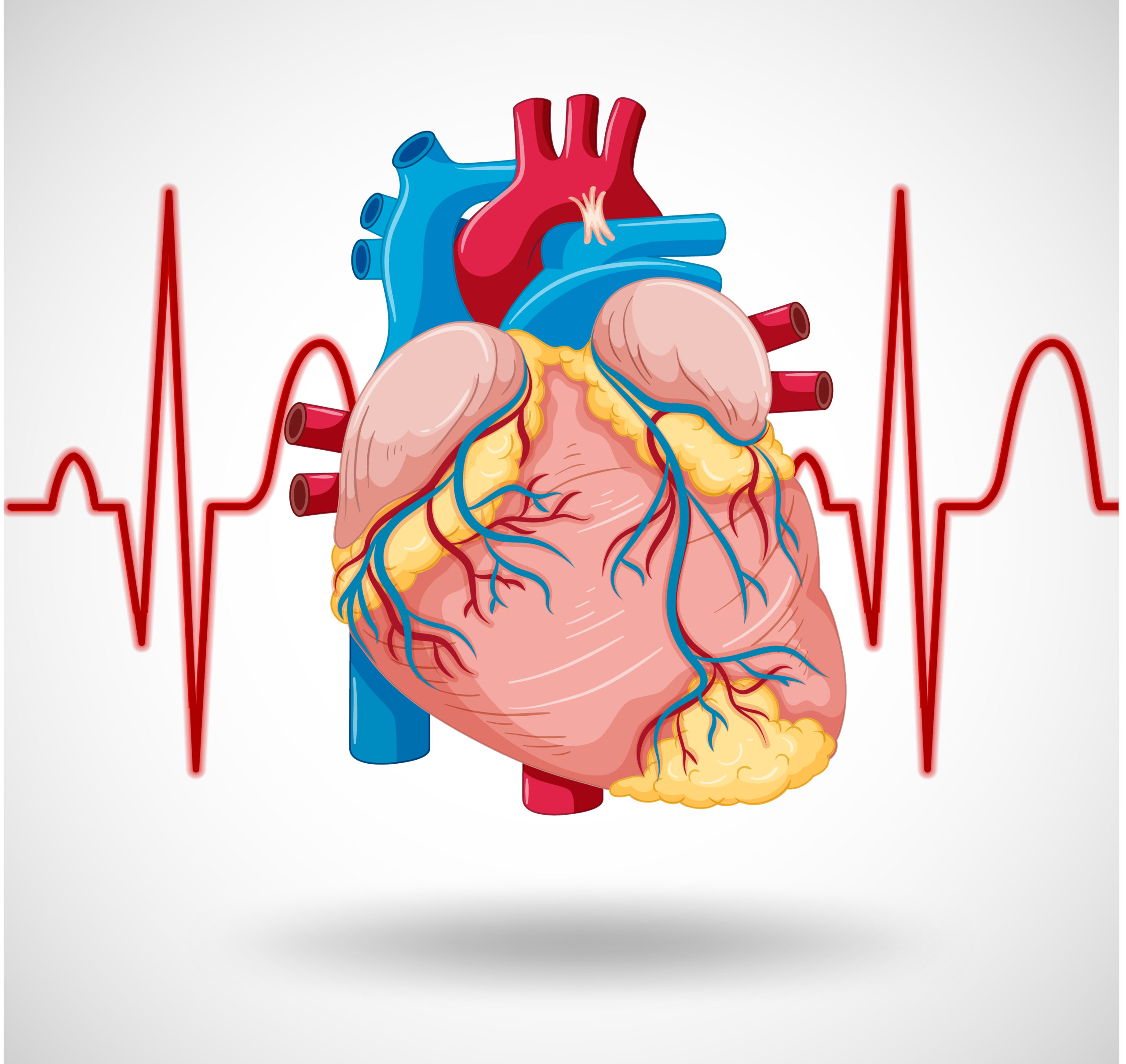 human heart illustration with ecg graph in the background